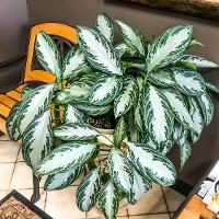 Aglaonema ‘Silver Queen’ (Chinese Evergreen)