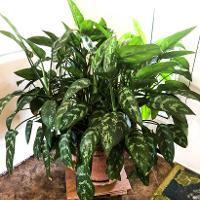 Aglaonema ‘Silver Queen’ (Chinese Evergreen)