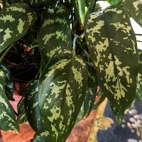 Aglaonema ‘Silver Queen’ (Chinese Evergreen)