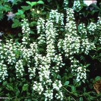 Ajuga reptans (Bugleweed)