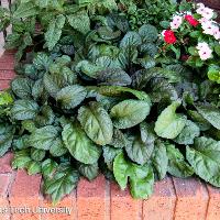 Ajuga reptans (Bugleweed)