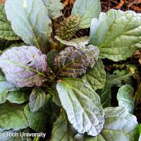 Ajuga reptans (Bugleweed)