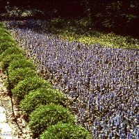 Ajuga reptans (Bugleweed)