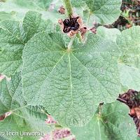 Alcea rosea (Hollyhock)