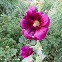 Alcea rosea (Hollyhock)