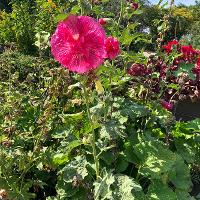 Alcea rosea (Hollyhock)