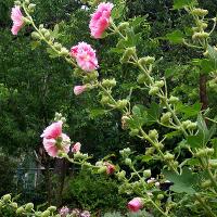 Alcea rosea (Hollyhock)
