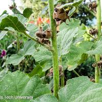 Alcea rosea (Hollyhock)