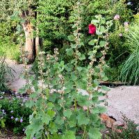 Alcea rosea (Hollyhock)