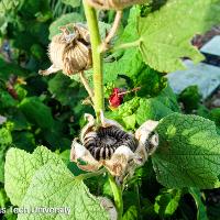 Alcea rosea (Hollyhock)