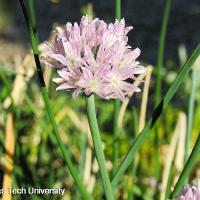 Allium schoenoprasum (Chives)