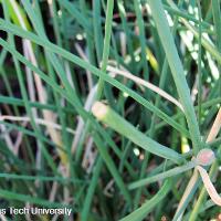 Allium schoenoprasum (Chives)