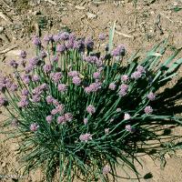 Allium schoenoprasum (Chives)