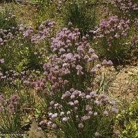 Allium schoenoprasum (Chives)