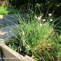 Allium schoenoprasum (Chives)