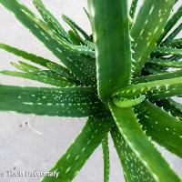 Aloe vera (Aloe)