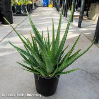 Aloe vera (Aloe)