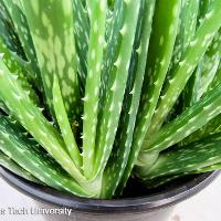 Aloe vera (Aloe)