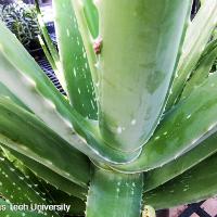 Aloe vera (Aloe)