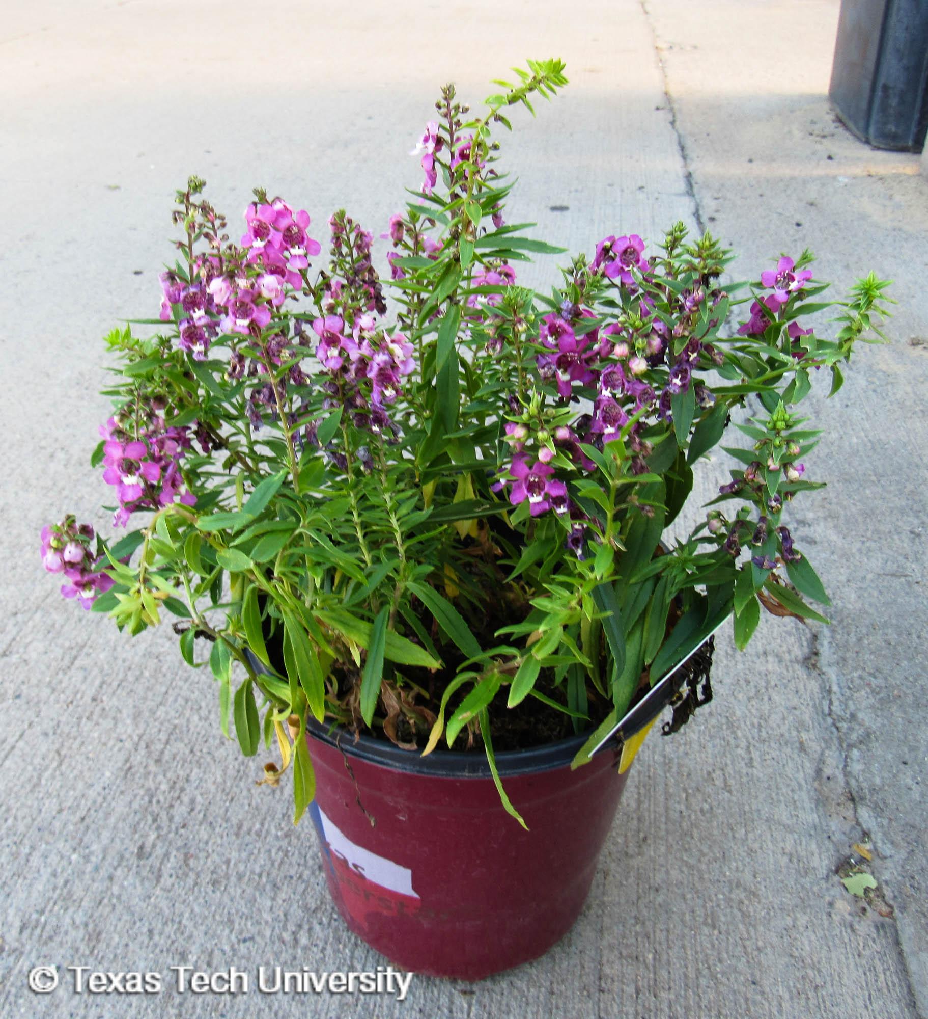 Angelonia angustifolia