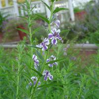 Angelonia angustifolia (Angelonia)