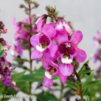 Angelonia angustifolia (Angelonia)