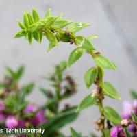 Angelonia angustifolia (Angelonia)