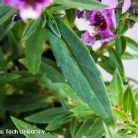 Angelonia angustifolia (Angelonia)