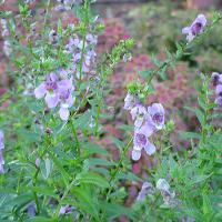 Angelonia angustifolia (Angelonia)