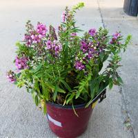 Angelonia angustifolia (Angelonia)