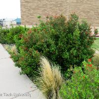 Anisacanthus quadrifidus var. wrightii (Flame Acanthus)