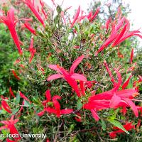 Anisacanthus quadrifidus var. wrightii (Flame Acanthus)