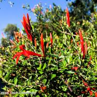 Anisacanthus quadrifidus var. wrightii (Flame Acanthus)