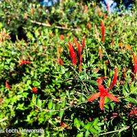 Anisacanthus quadrifidus var. wrightii (Flame Acanthus)