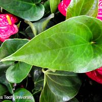 Anthurium scherzerianum (Flamingo Flower)