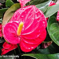 Anthurium scherzerianum (Flamingo Flower)