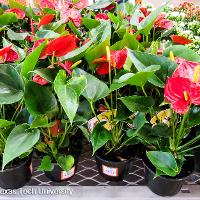 Anthurium scherzerianum (Flamingo Flower)