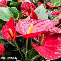 Anthurium scherzerianum (Flamingo Flower)