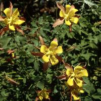 Aquilegia x hybrid (Columbine)