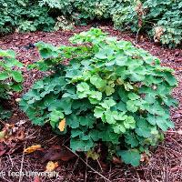 Aquilegia x hybrid (Columbine)