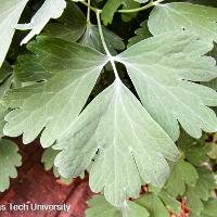 Aquilegia x hybrid (Columbine)