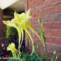 Aquilegia x hybrid (Columbine)