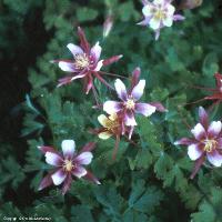 Aquilegia x hybrid (Columbine)