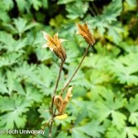 Aquilegia x hybrid (Columbine)