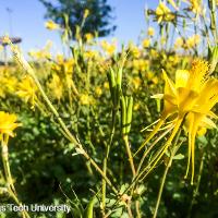 Aquilegia x hybrid (Columbine)