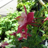 Aquilegia x hybrid (Columbine)