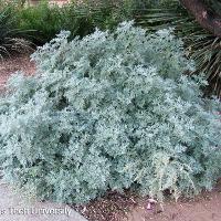 Artemisia ‘Powis Castle’ (Powis Castle Artemisia)