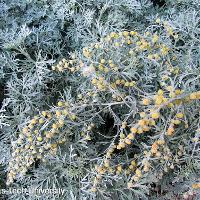 Artemisia ‘Powis Castle’ (Powis Castle Artemisia)