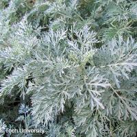 Artemisia ‘Powis Castle’ (Powis Castle Artemisia)