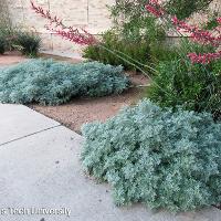 Artemisia ‘Powis Castle’ (Powis Castle Artemisia)